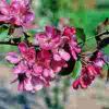 Malus Rudolph